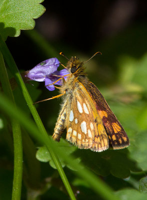 Hesprie chiquier / Carterocephalus palaemon / Arctic Skipper