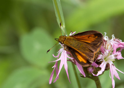 Hesprie hobomok / Poanes hobomok (Harris1862) /  Hobomok Skipper