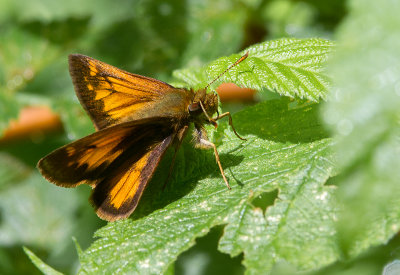 Hesprie hobomok / Poanes hobomok (Harris1862) /  Hobomok Skipper