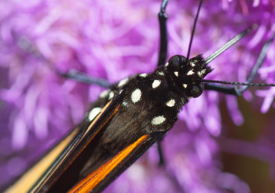 Monarque / Danaus plexippus / Monarch