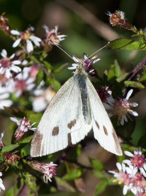 Piride du chou / Pieris rapae / Cabbage White