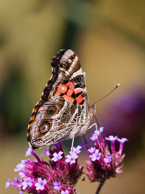 Vulcain /  Vanessa atalanta / Red Admiral