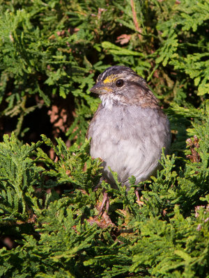 Bruant à gorge blanche / Zonotrichia albicollis / White-throated Sparrow