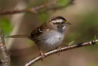 Bruant à gorge blanche / Zonotrichia albicollis / White-throated Sparrow