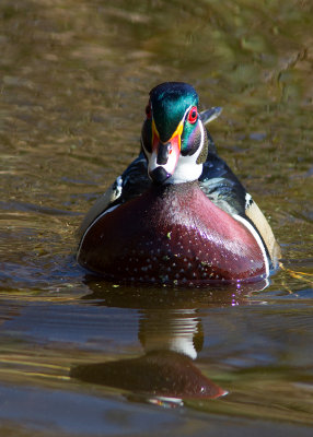 Canard branchu / Aix sponsa / Wood duck