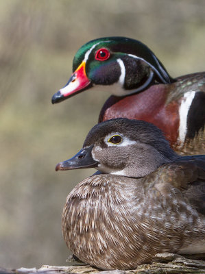 Canard branchu / Aix sponsa / Wood duck