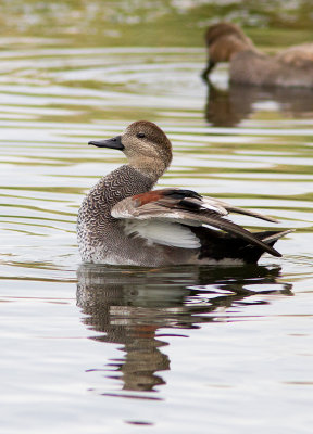 Canard chipeau / Anas strepera / Gadwall