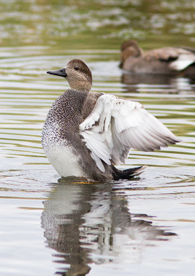 Canard chipeau / Anas strepera / Gadwall