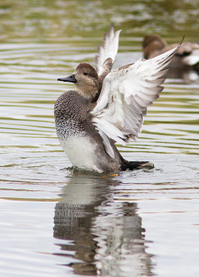 Canard chipeau / Anas strepera / Gadwall