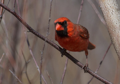 Cardinal rouge / Cardinalis cardinalis / Northern Cardinal