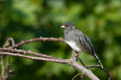 Junco ardoisé / Junco hyemalis / Dark-eyed Junco