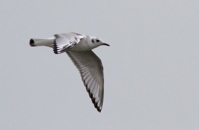 Mouette de Bonaparte / Chroicocephalus philadelphia / Bonaparte's Gull