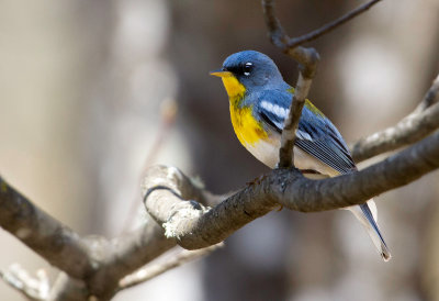 Paruline à collier / Setophaga americana / Northern Parula