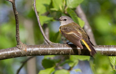 Paruline flambloyante / Setophaga ruticilla / American Redstart