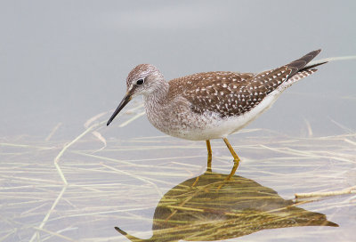 Petit chevalier / Tringa flavipes / Lesser Yellowlegs