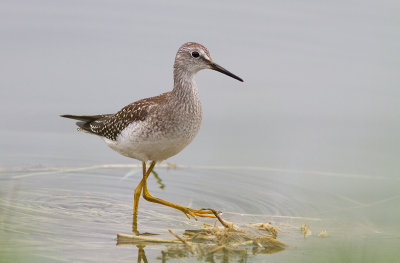 Petit chevalier / Tringa flavipes / Lesser Yellowlegs