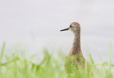 Petit chevalier / Tringa flavipes / Lesser Yellowlegs