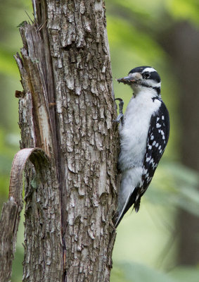 Pic chevelu - Picoides villosus- -Hairy Woodpecker