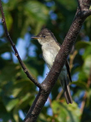 Pioui de l'Est / Contopus virens / Eastern Wood Pewee