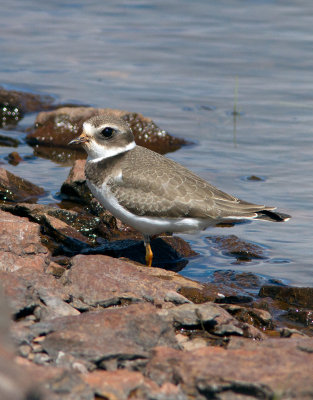 Pluvier semipalm / Charadrius semipalmatus / Semipalmated Plover