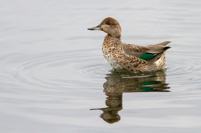 Sarcelle d'hiver / Anas carolinensis / Green-winged Teal
