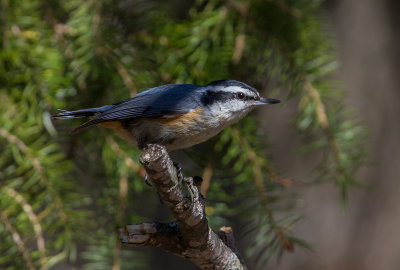 Sittelle à poitrine rousse / Sitta canadensis / Red-breasted Nuthatch
