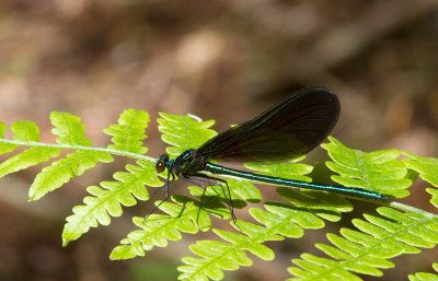 le caloptryx bistr /  Calopteryx maculata  / ebony jewelwing - Mle