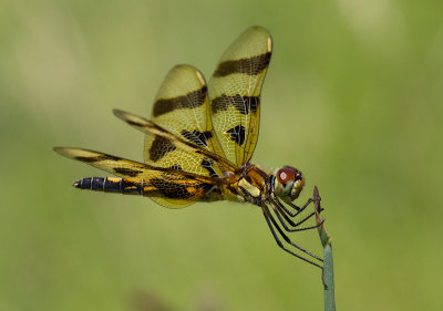 La clithme gante / Celithemis eponina / Halloween pennant