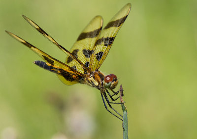 La célithème géante / Celithemis eponina / Halloween pennant