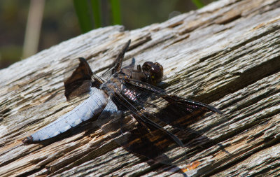 la lydienne / Plathemis lydia / common skimmer