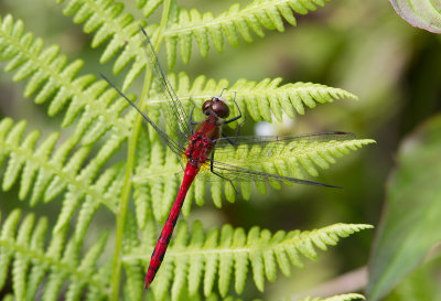 le sympétrum éclaireur / Sympetrum obtrusum / white-faced meadowhawk