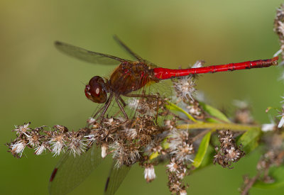 le symptrum tardif / Sympetrum vicinum / yellow-legged meadowhawk