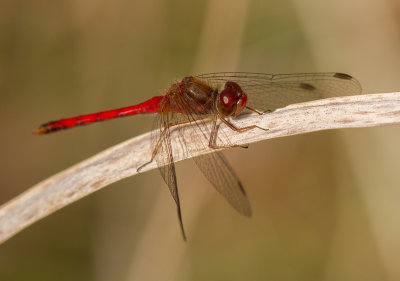 le symptrum tardif / Sympetrum vicinum / yellow-legged meadowhawk