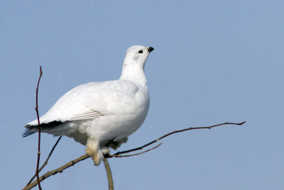 Lagopède des saules / Lagopus lagopus / Willow Ptarmigan