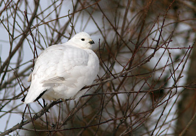 Lagopède des saules / Lagopus lagopus / Willow Ptarmigan