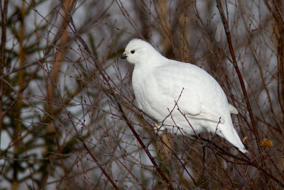 Lagopède des saules / Lagopus lagopus / Willow Ptarmigan