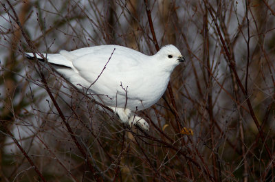 Lagopède des saules / Lagopus lagopus / Willow Ptarmigan