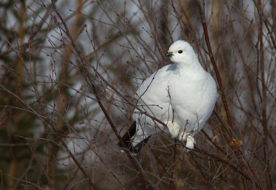Lagopède des saules / Lagopus lagopus / Willow Ptarmigan