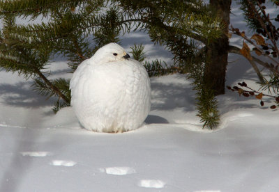 Lagopède des saules / Lagopus lagopus / Willow Ptarmigan
