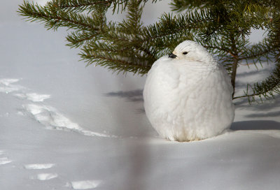 Lagopède des saules / Lagopus lagopus / Willow Ptarmigan