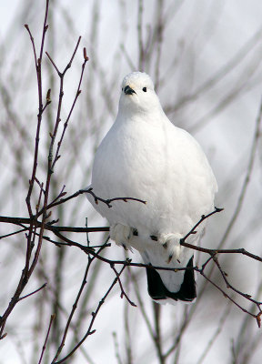 Lagopède des saules / Lagopus lagopus / Willow Ptarmigan