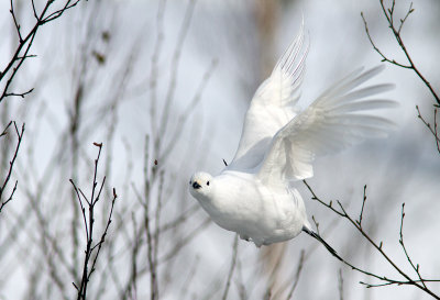Lagopède des saules / Lagopus lagopus / Willow Ptarmigan