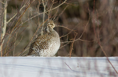 Tétras à queue fine / Tympanuchus phasianellus / Sharp-tailed Grouse