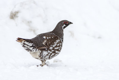 Tétras du Canada / Falcipennis canadensis / Spruce Grouse