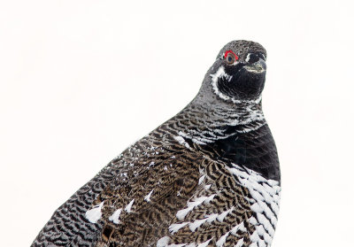 Tétras du Canada / Falcipennis canadensis / Spruce Grouse