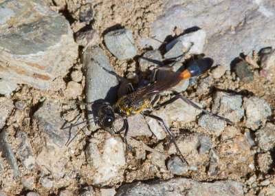 Ammophila procera / Thread-waisted Wasp