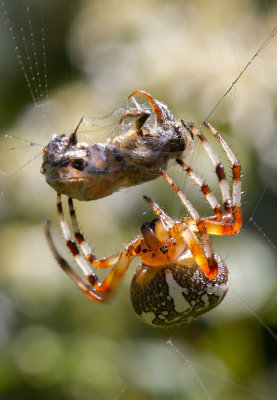 Araneus marmoreus