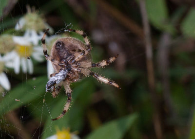 Araneus trifolium - Shamrock Orbweaver