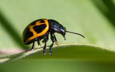 Chrysomèle de l'Asclépiade / Lapidomera clivicollis / Swamp Milkweed Leaf Beetle