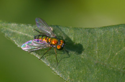 Condylostylus caudatus group / Long-Legged Fly 